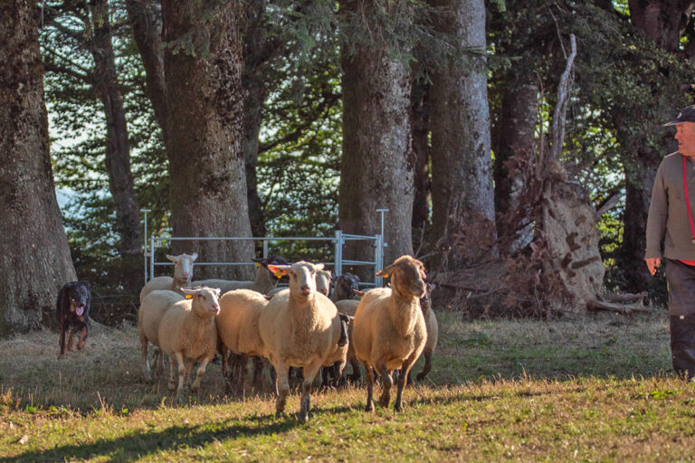 beauceron-passage-étroit