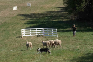 Préparation du parc