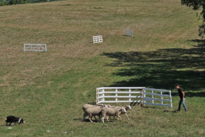 Préparation du parc